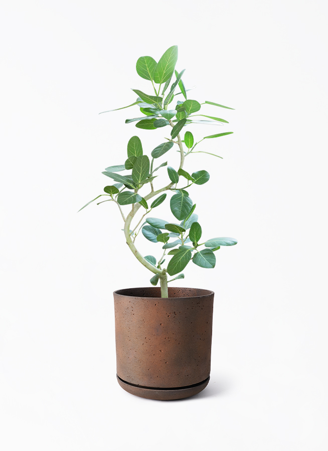 フィカス ベンガレンシス 8号 138cm S-shaped tree form フィカス ベンガレンシス 8号 138cm S-shaped tree form フィカス
