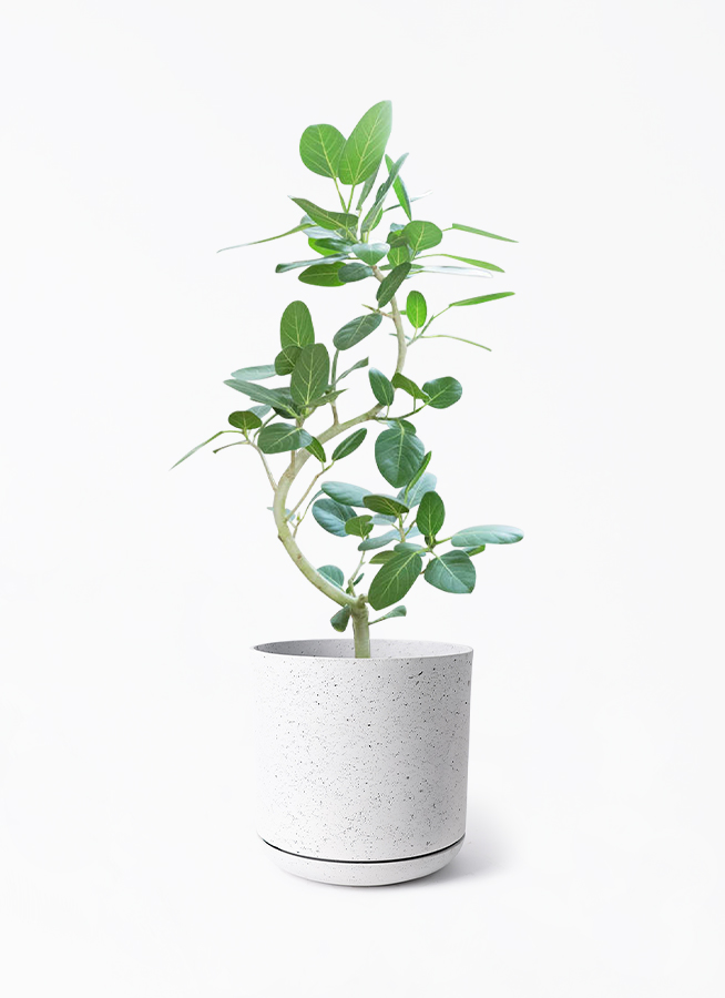 ［現品］※売約済※ S フィカス　ベンガレンシス　曲がり　8号　観葉植物　室内 現品］33番 フィカス ベンガレンシス 曲がり 8号 観葉植物 室内