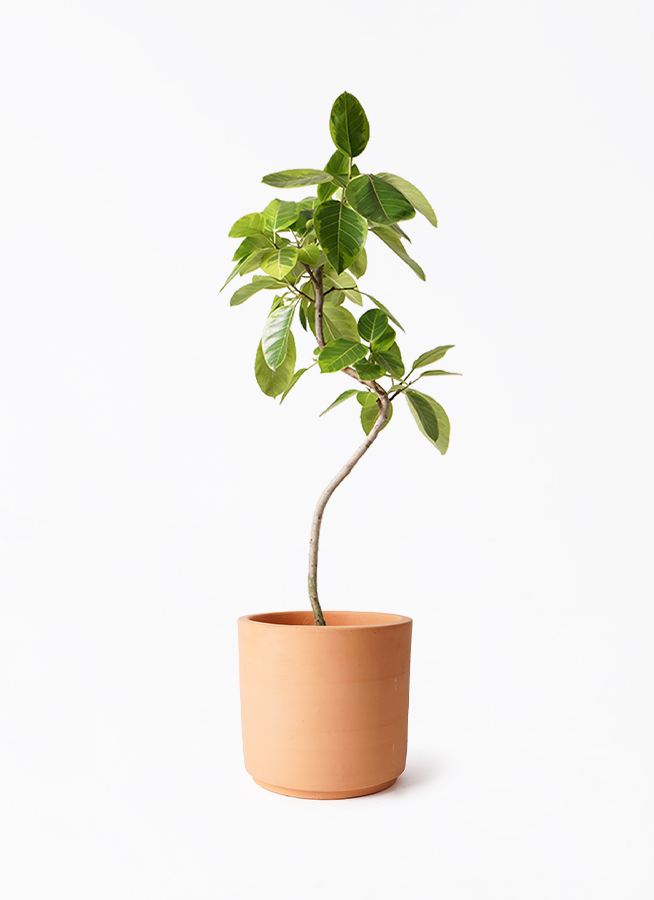観葉植物 フィカス アルテシーマ 8号 曲り インティ シリンダー 付き