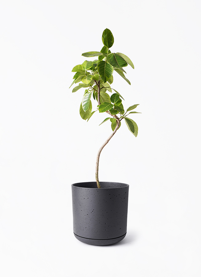 観葉植物 フィカス アルテシーマ 8号 曲り ライム ドゥオ ユーポット