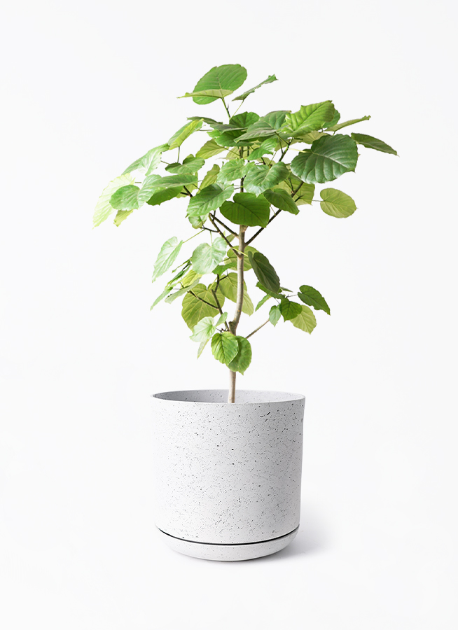 観葉植物 フィカス ウンベラータ 朴仕立て ８号鉢　植え替え済み フィカス ウンベラータ 7号 朴仕立て – 鉢人