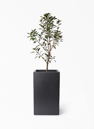 Lune　オーガスタ　高さ１９０センチ　フランスゴムの木2鉢セット フランスゴムの木 8号 | 観葉植物 | 送料無料でお届け