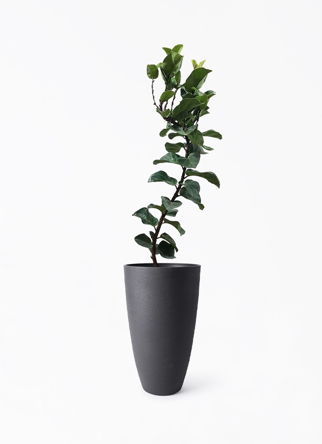 観葉植物 カシワバゴム カシワバゴム・バンビーノ 陶器鉢植え（スポール） 観葉植物と植木鉢の