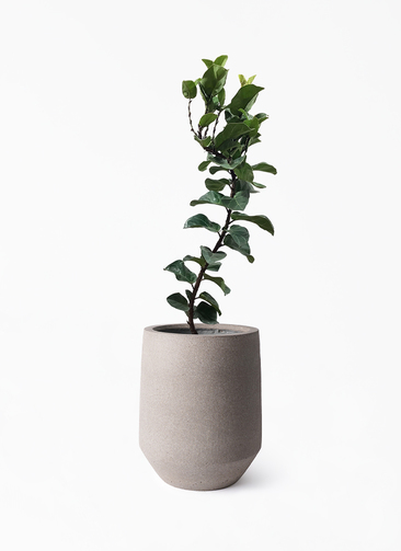 観葉植物 カシワバゴム バンビーノ 8号 曲がり パボ トール アース