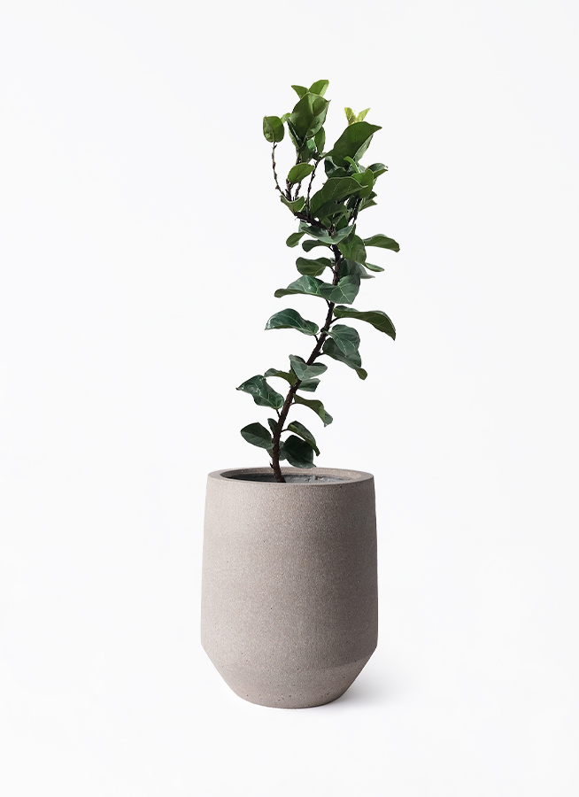観葉植物 カシワバゴム バンビーノ 8号 曲がり パボ トール アース