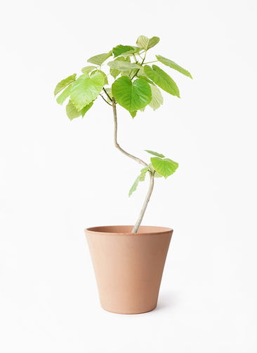 観葉植物 フィカス ウンベラータ 7号 曲り エトナ アリーナ 付き