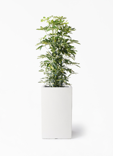 kapok-916_1.jpg?1724314114