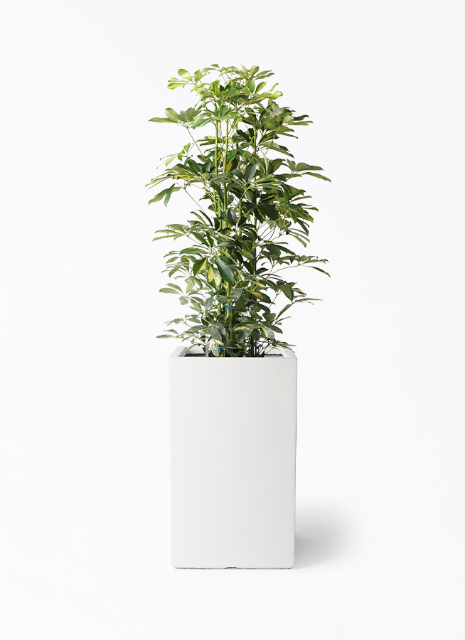 kapok-916_1.jpg?1724314114