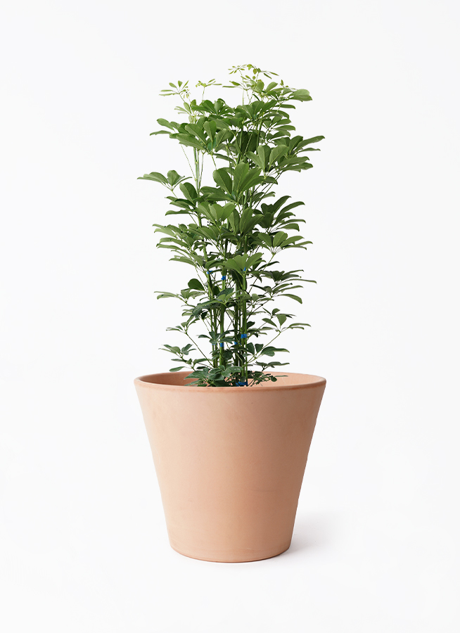 kapok-914_1.jpg?1724314119