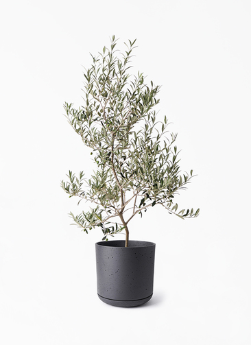 観葉植物 オリーブの木 8号 アルベキーナ ライム ドゥオ ユーポット