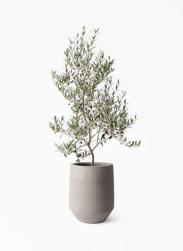 観葉植物 オリーブの木 8号 アルベキーナ パボ トール アースブラウン