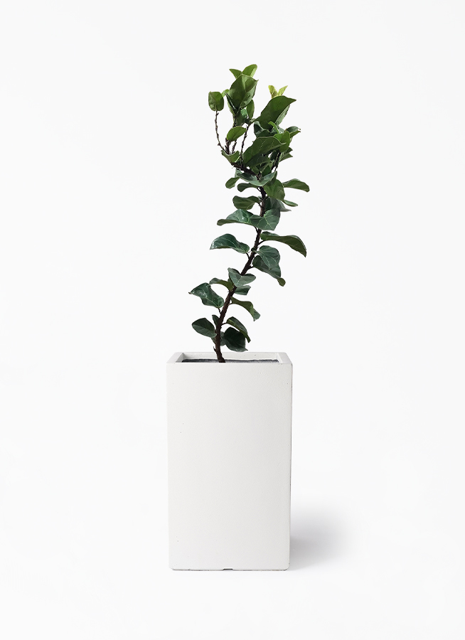 観葉植物 カシワバゴム バンビーノ 8号 曲がり シグマ 角柱プランター 