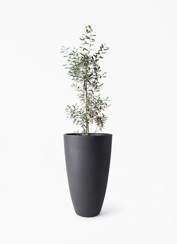 観葉植物 オリーブの木 8号 チプレッシーノ フォレストトール ブラック