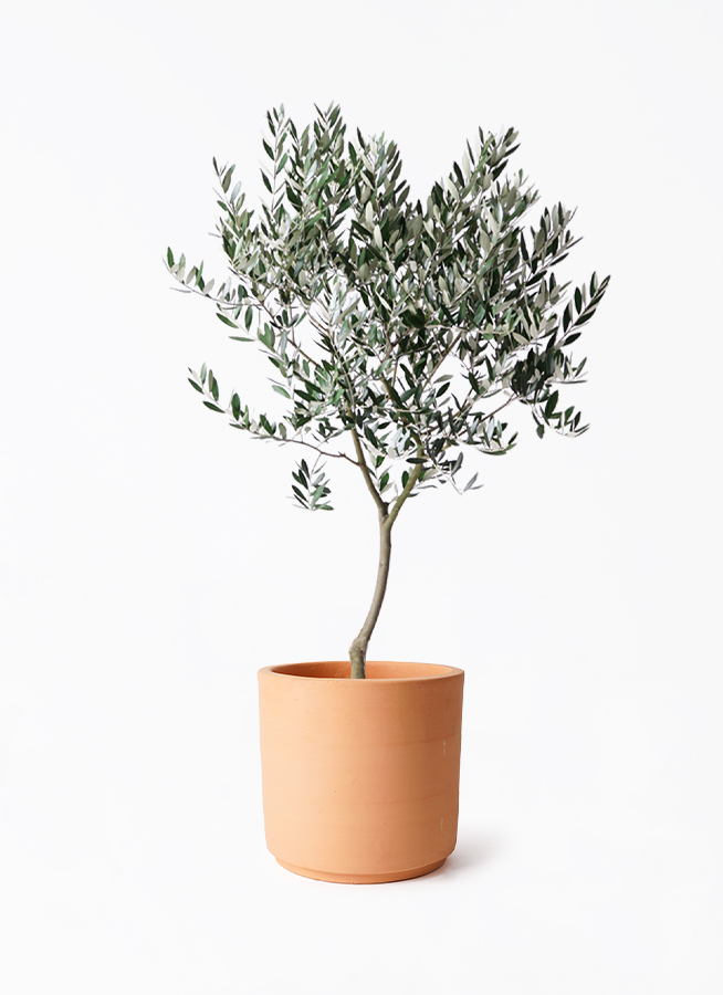 観葉植物 オリーブの木 8号 創樹 インティ シリンダー 付き | 観葉植物