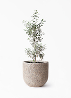 オリーブの木 1点もの（現品・現物） | 観葉植物通販HitoHana(ひとはな)