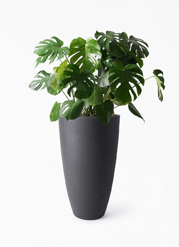 monstera-682_1.jpg?1724314316