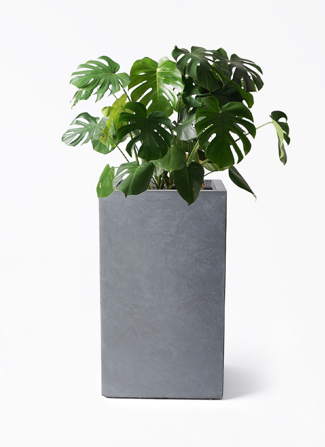 観葉植物 モンステラ 8号 ボサ造り シグマ 角柱プランター