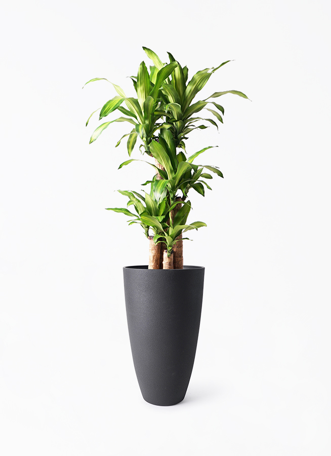 観葉植物 ドラセナ 幸福の木 8号 ノーマル フォレストトール