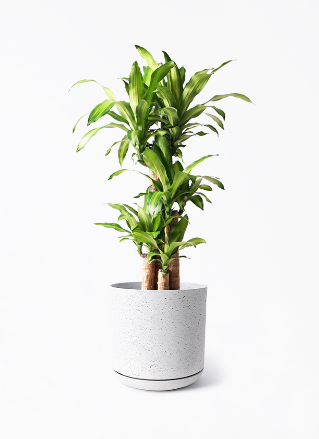 観葉植物 ドラセナ 幸福の木 8号 ノーマル ライム ドゥオ