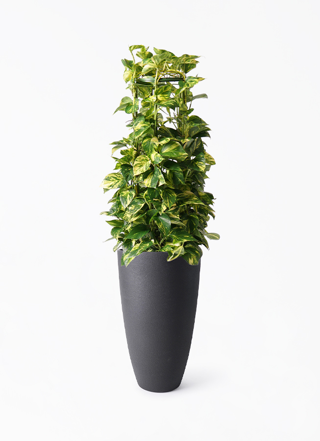 観葉植物 ポトス 8号 フォレストトール ブラック 付き | 観葉植物なら 