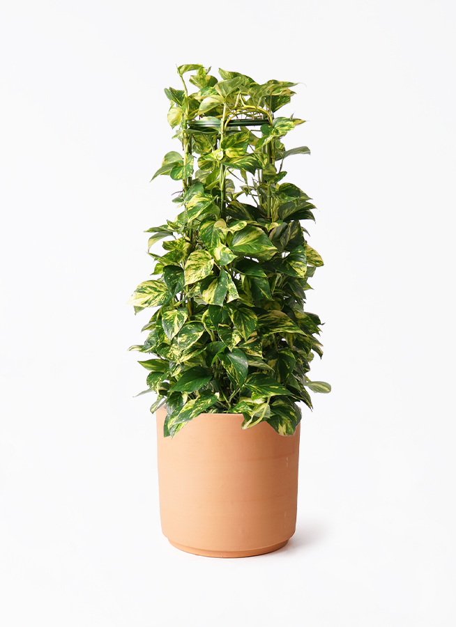 観葉植物 ポトス 8号 インティ シリンダー 付き | 観葉植物なら