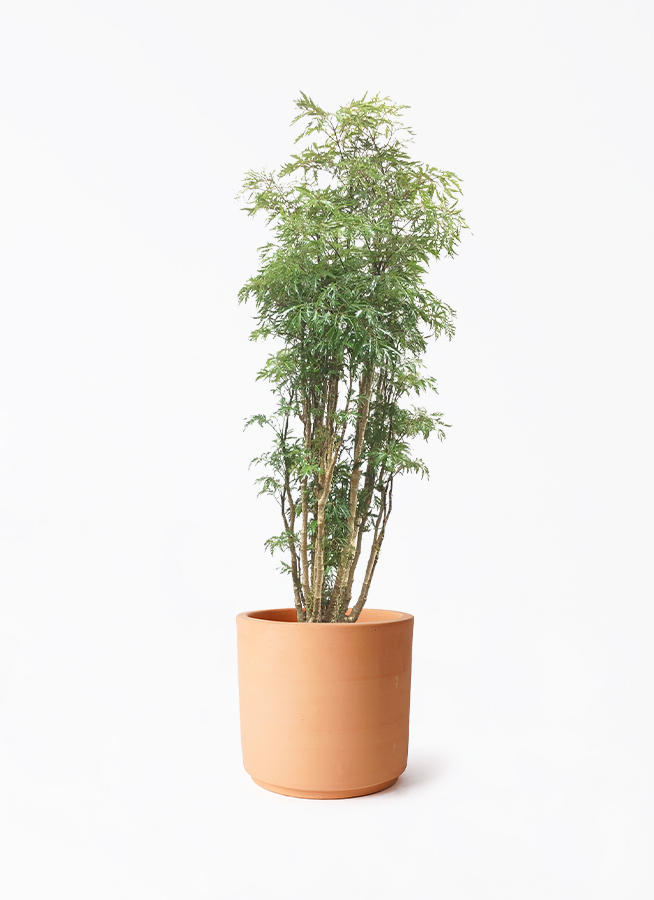 観葉植物 ポリシャス スターシャ 8号 インティ シリンダー 付き | 観葉