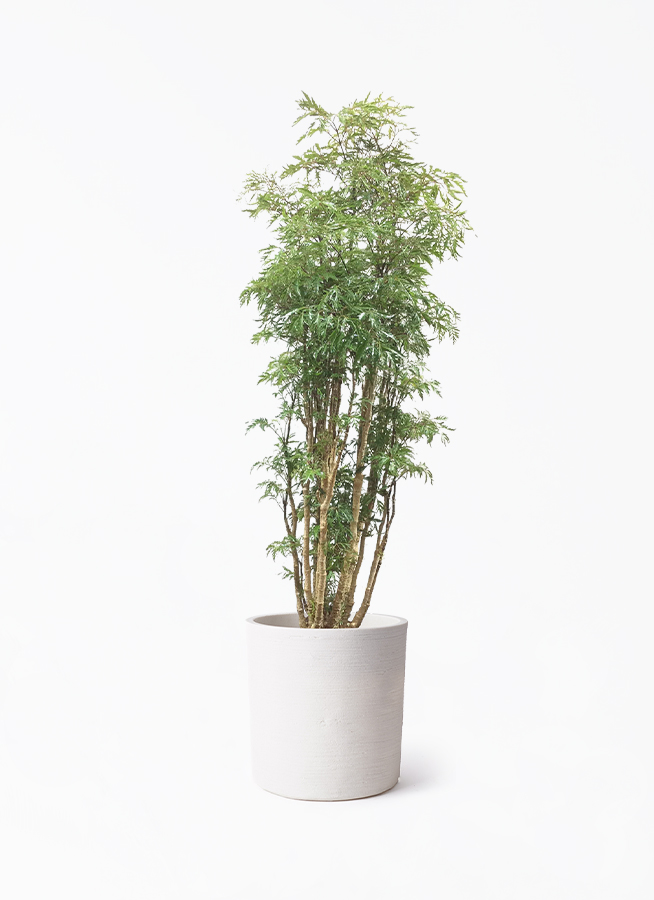 ポリシャス 8号 | 観葉植物の通販ならひとはな