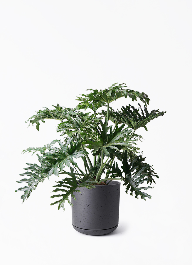 観葉植物 フィロデンドロン 8号 セローム ヒトデカズラ ボサ造り