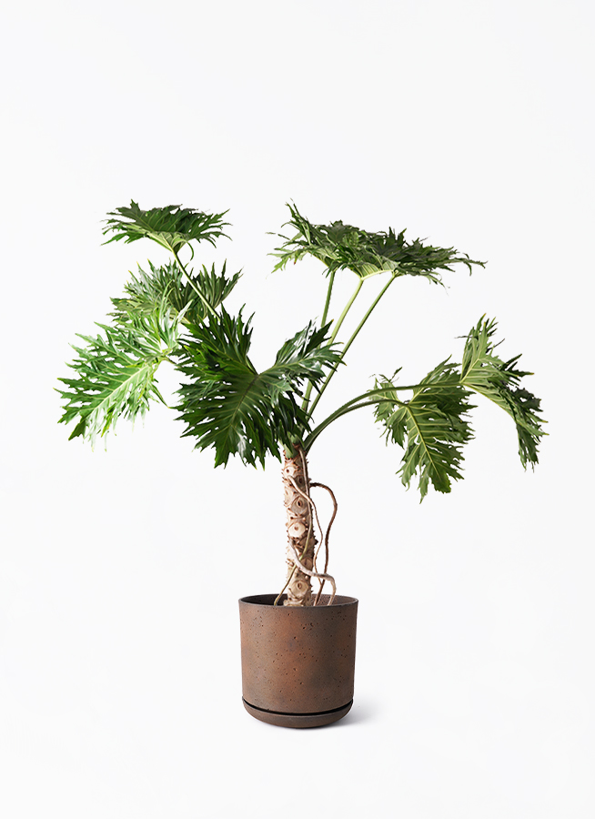 観葉植物 フィロデンドロン 8号 セローム ヒトデカズラ 根あがり