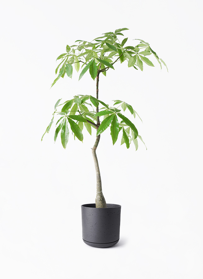 観葉植物 パキラ 8号 実生（みしょう） ライム ドゥオ