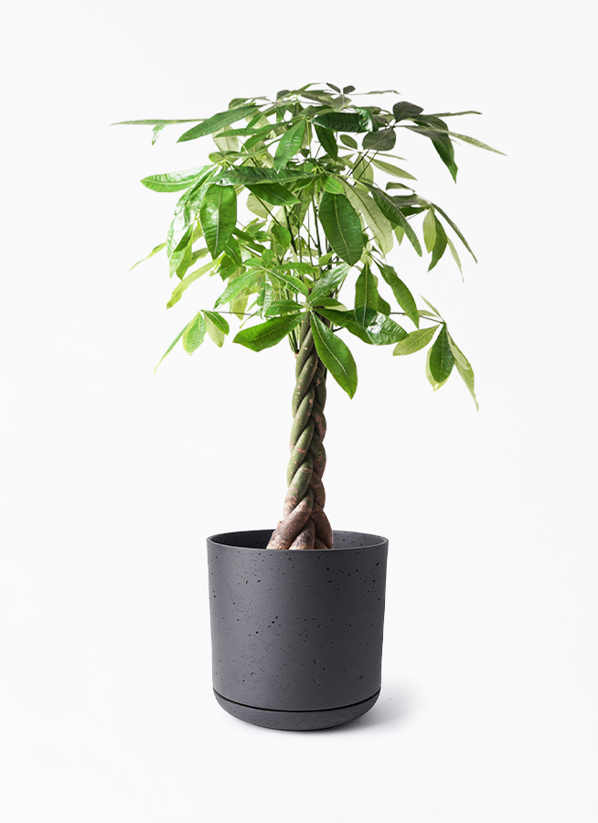 観葉植物 パキラ 8号 ねじり ライム ドゥオ ユーポット＆ソーサー