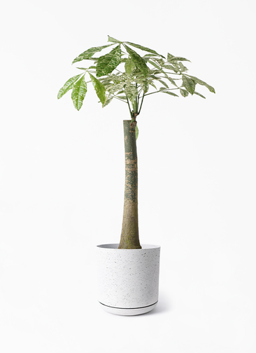 ただよです。パキラ 観葉植物 パキラ 8号 朴 斑入り ライム ドゥオ ユーポット