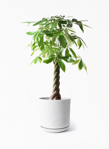 その他観葉植物 Nao pachira-1862_1.jpg?1724314856