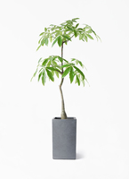 観葉植物 パキラ 8号 実生（みしょう） 竹バスケット 付き | 観葉植物