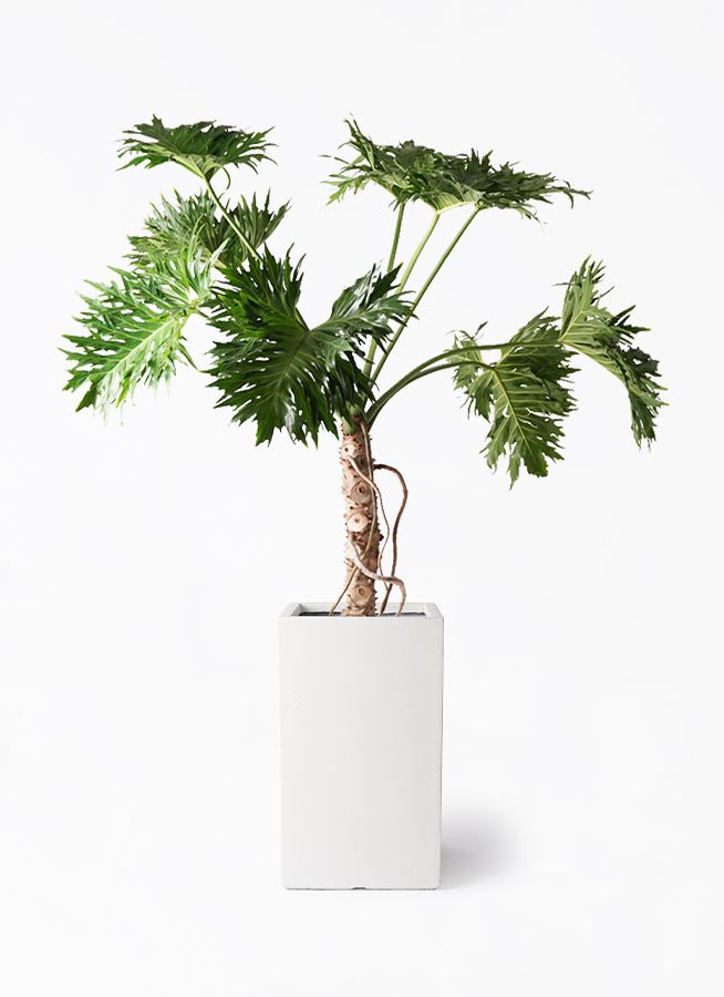 フィロデンドロン 8号 | 観葉植物通販HitoHana(ひとはな)