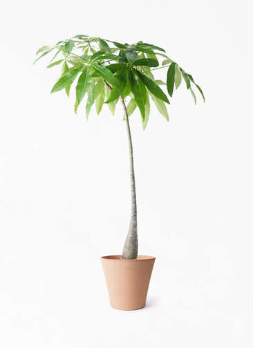 観葉植物 パキラ 7号 実生（みしょう） エトナ アリーナ 付き | 観葉