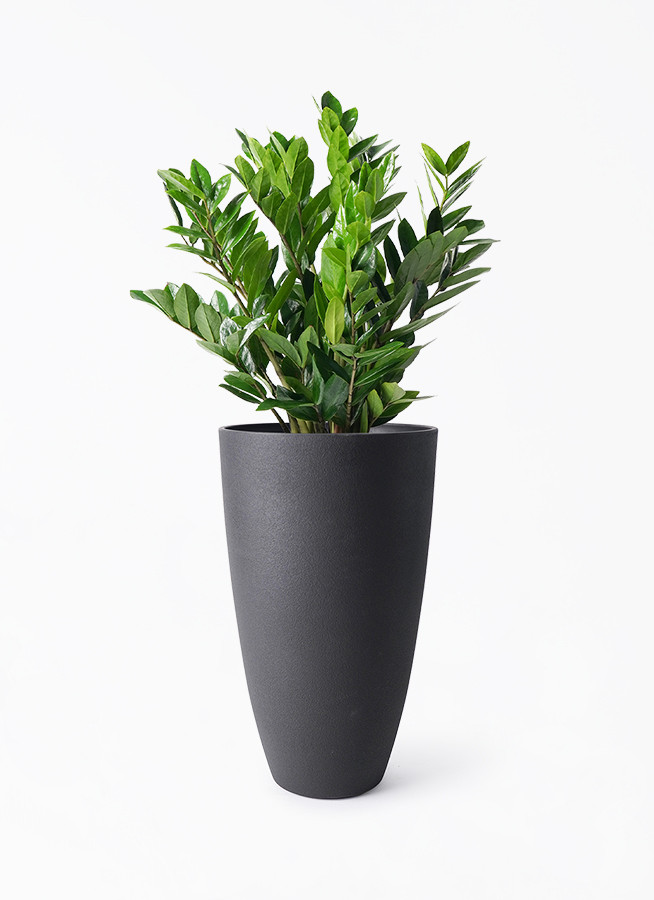 ザミオクルカス 8号 | 観葉植物の通販ならHitoHana（ひとはな）