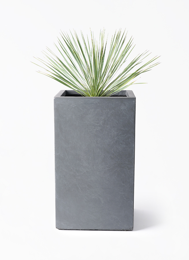 観葉植物 ユッカ 8号 ロストラータ シグマ 角柱プランター グレー 付き