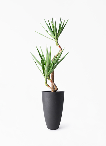 yucca-magari-207_1.jpg?1724315168