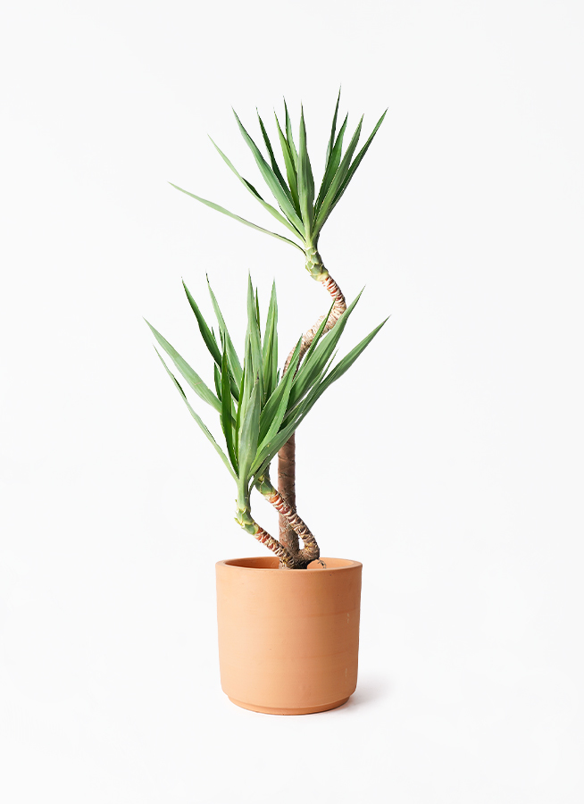 yucca-magari-206_1.jpg?1724315171