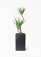 yucca-magari-193_1.jpg?1724315206