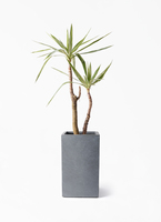 yucca-900_1.jpg?1724315277