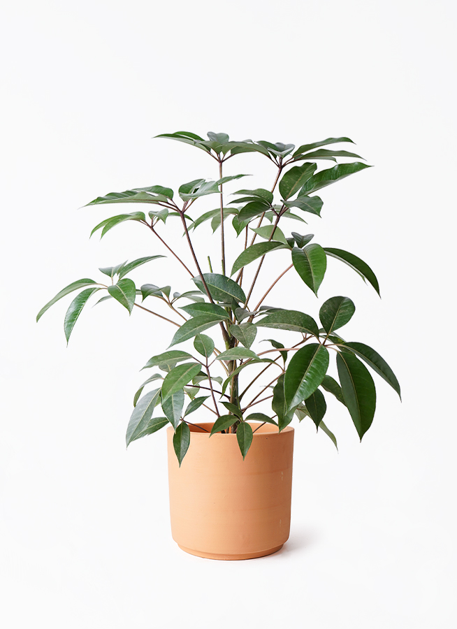 観葉植物 ツピダンサス 8号 ボサ造り インティ シリンダー 付き | 観葉