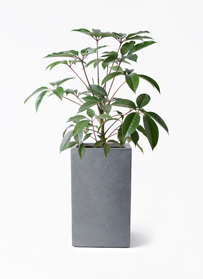 観葉植物 ツピダンサス 8号 ボサ造り シグマ 角柱プランター グレー
