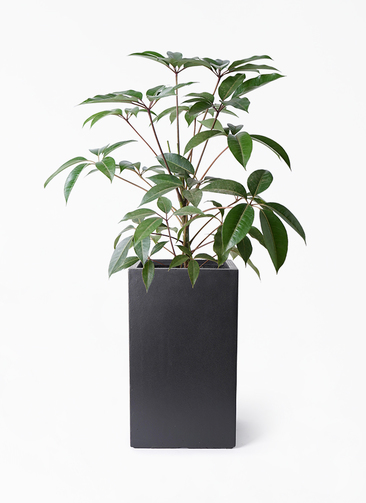 観葉植物 ツピダンサス 8号 ボサ造り シグマ 角柱プランター