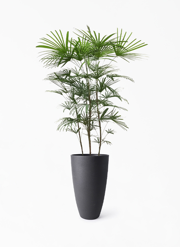 syurotiku-613_1.jpg?1724315375