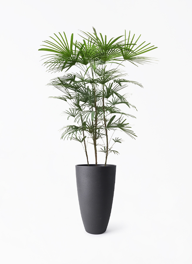 観葉植物 ウンナンシュロチク（雲南棕櫚竹） 8号 フォレスト