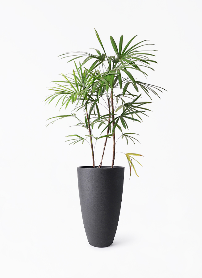 観葉植物 シュロチク（棕櫚竹） 8号 フォレストトール ブラック 付き