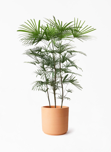 syurotiku-611_1.jpg?1724315382