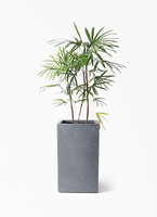 観葉植物 シュロチク（棕櫚竹） 8号 ベータ キューブプランター ウッド
